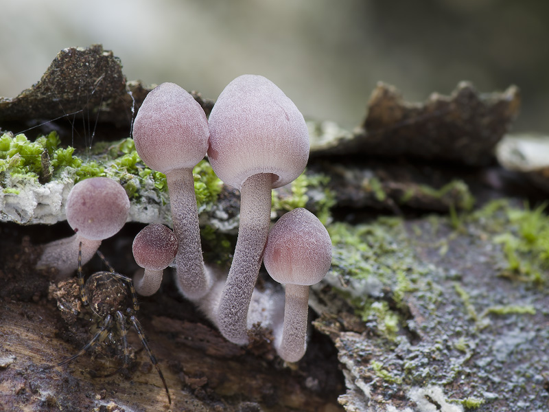 Mycena haematopus